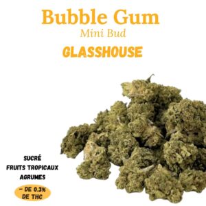 BUBBLE GUM - mini bud Glasshouse - à infuser
