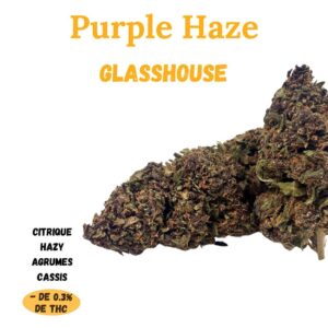 PURPLE HAZE - Fleur de CBD - GlassHouse - A Infuser