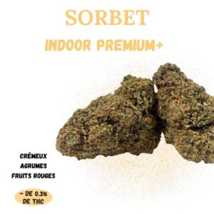 SORBET - Fleur de CBD - Indoor Premium+ - A Infuser