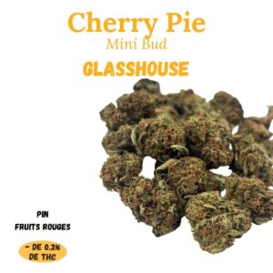 CHERRIE PIE- mini bud Glasshouse- à infuser