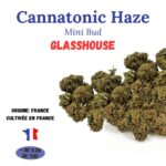 Cannatonic Haze mini bud Glasshouse à infuser cultivée en france