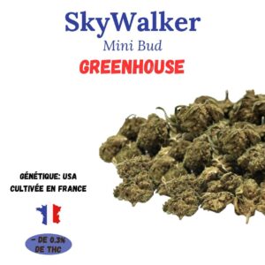 skywalker mini bud greenhouse a infuser cultivée en france