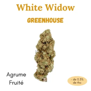 fleur cbd white widow greenhouse.webp